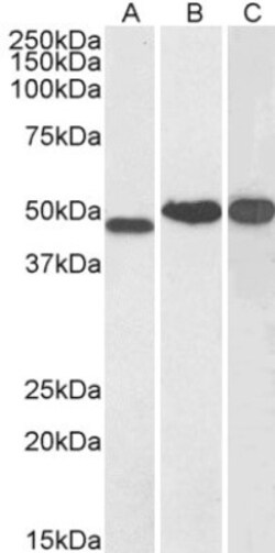 NDRG1 Antibody, Novus Biologicals 0.1mg; Unlabeled:Antibodies, Polyclonal